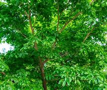 Image result for Native Florida Tree Identification