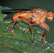 Image result for Drosophila Melanogaster