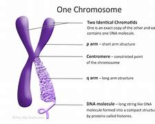 Image result for Chromosome Biology