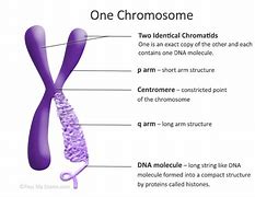 Image result for Chromosomes and Genes Grade 8