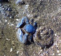 Image result for Baby Blue Crab