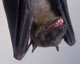 Image result for Bat Smiling