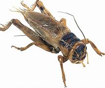Image result for Roach That Looks Like a Cricket