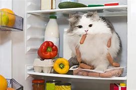 Image result for Cat Eating Sausage Pizza