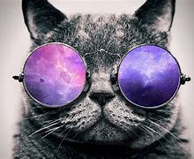 Image result for Purple Cat Wallpaper PC