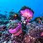 Image result for Indonesia Marine Life