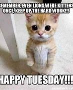 Image result for Cute Funny Tuesday Memes