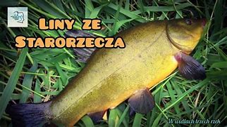 Image result for co_oznacza_zagra lin