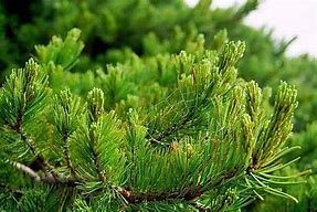 Image result for Pinus cembra x pumila M - CEM 1