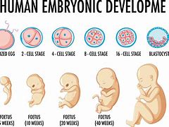 Image result for embrionario