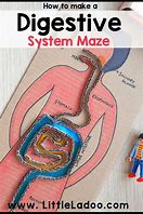 Image result for Digestive System Maze