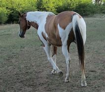 Image result for Brown and White Paint Horse