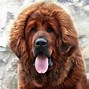 Image result for Most Expensive Tibetan Mastiff