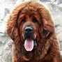 Image result for The Most Expensive Dog in the World