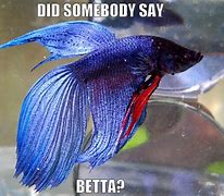 Image result for Betta Fish Meme