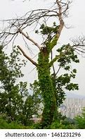 Image result for Dead-Tree Vines Climbing