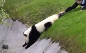 Image result for Clumsy Panda