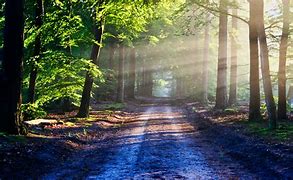 Image result for Forest Road Wallpaper 4K