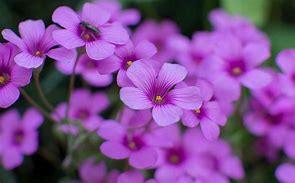 Image result for Cute Flowe5r
