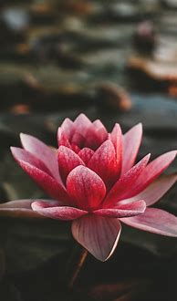 Image result for Lotus Aesthetic