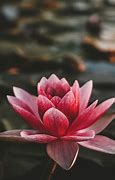 Image result for Pink Lotus Flower Screensavers