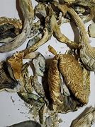 Image result for 2 Grams of Shrooms African