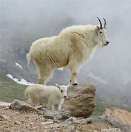 Image result for Mountain Goat Animal