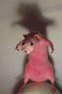 Image result for Pink Nose Mouse
