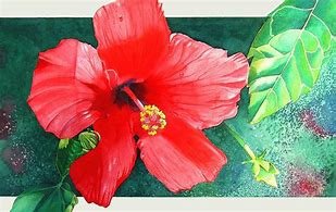 Image result for Amapola Flower Drawing