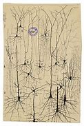 Image result for Cajal Brain Drawings