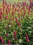 Image result for Persicaria amplexicaulis JS Calor