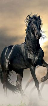 Image result for Horse Phone Wallpaper
