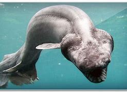 Image result for Grotesque Deep Sea Animals