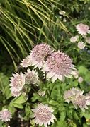 Image result for Astrantia Buckland