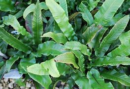 Image result for Asplenium scolopendrium Angustifolia