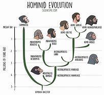 Image result for Early Hominids Timeline