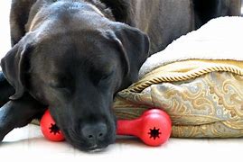 Image result for Novelty Dog Chew Toys