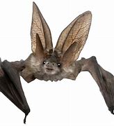 Image result for Bat with Transparent Background
