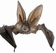 Image result for Realistic Bat No Background