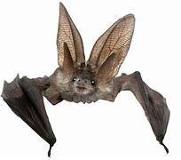 Image result for Transparent Orange Bat