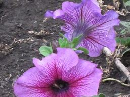 Image result for Petunia Sweetunia Purple Touch