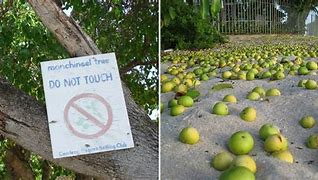 Image result for Manchineel Fruit Aka Little Apple of Death