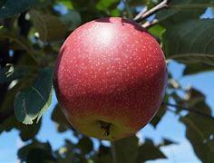 Image result for Malus domestica Cwastresse Double