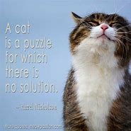 Image result for Positive Cat Quotes