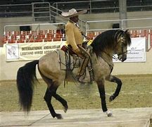 Image result for Gruillo Azteca Horse
