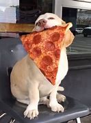 Image result for Dog Eating Food Meme