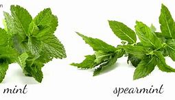 Image result for Difference Between Peppermint and Spearmint