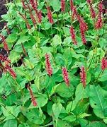 Image result for Persicaria amplexicaulis Taurus