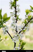 Image result for Prunus domestica Sanctus Hubertus