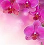 Image result for Small Pink Flower Background